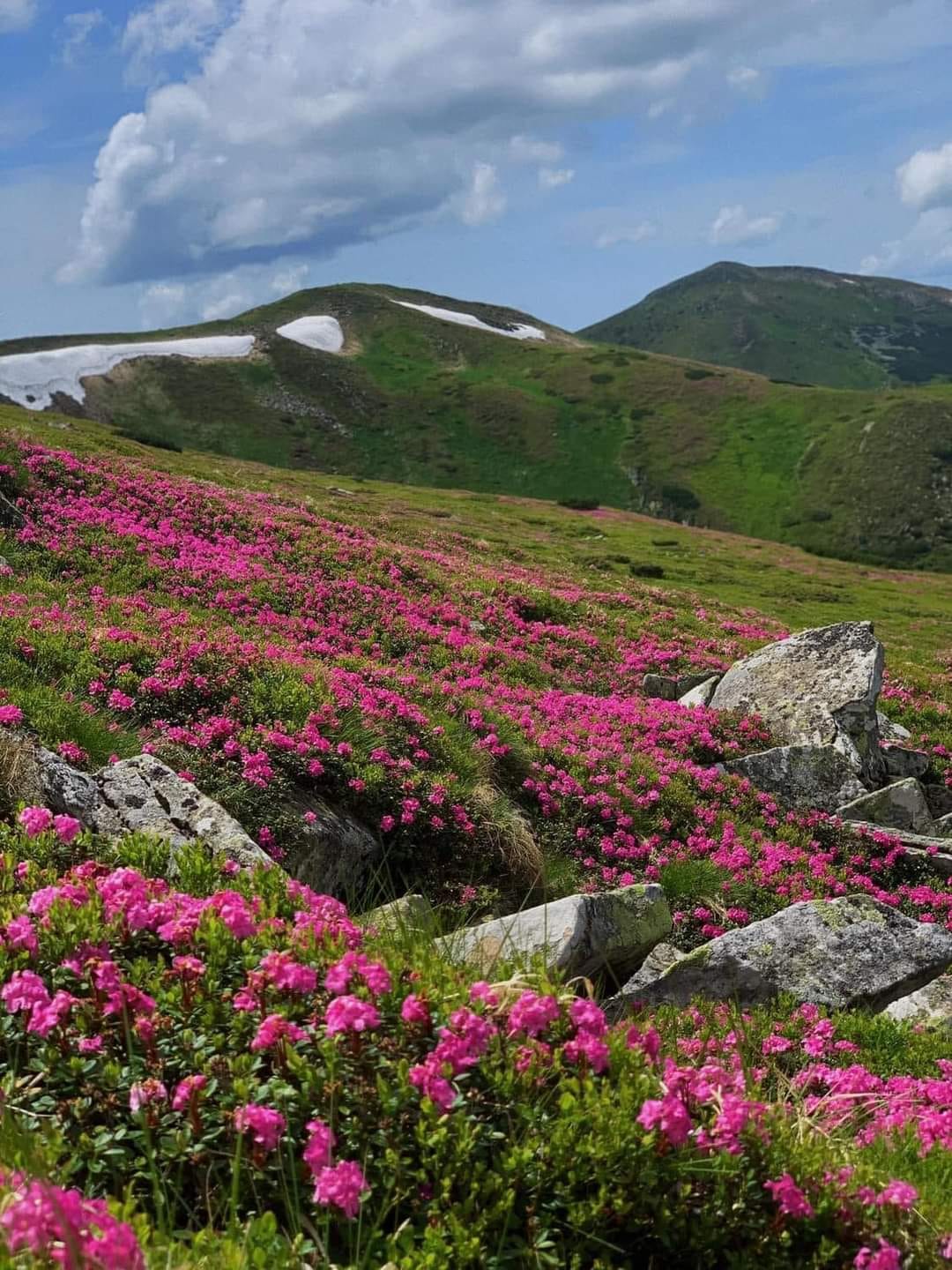 У Карпатах квітне червона рута. Як вона виглядає і де її шукати (фото)